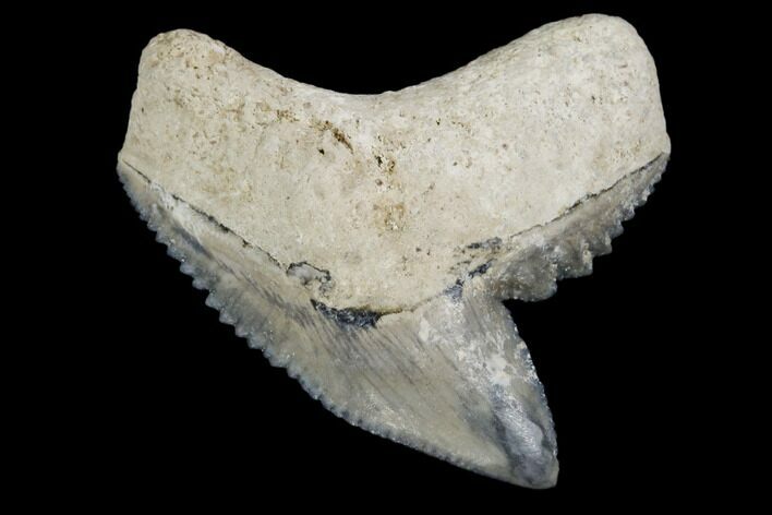 Fossil Tiger Shark Tooth - Bone Valley, Florida #113870
